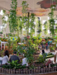 The Dubai Butterfly Garden