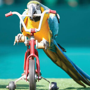 Dubai dolphinarium  Creek Park Exotic Bird Show