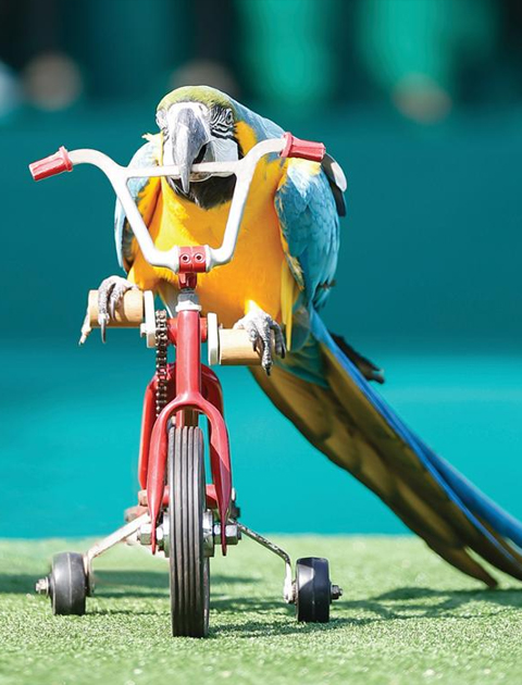 Dubai dolphinarium  Creek Park Exotic Bird Show