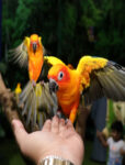 Dubai dolphinarium  Creek Park Exotic Bird Show