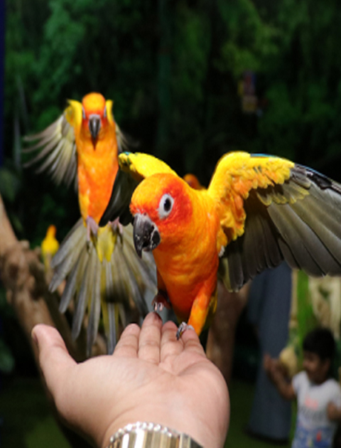 Dubai dolphinarium  Creek Park Exotic Bird Show