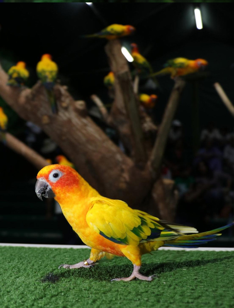 Dubai dolphinarium  Creek Park Exotic Bird Show