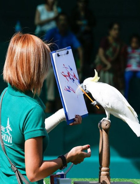 Dubai dolphinarium  Creek Park Exotic Bird Show