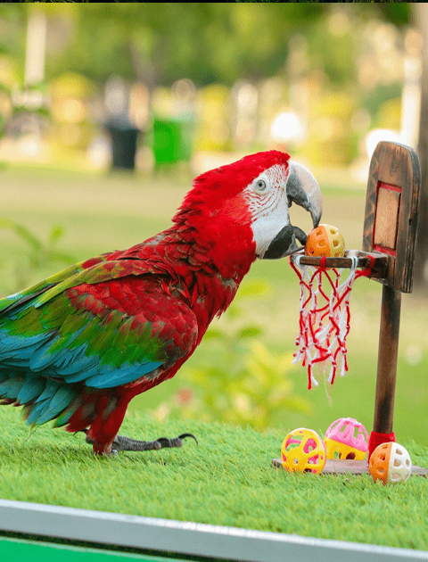 Dubai dolphinarium  Creek Park Exotic Bird Show