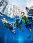 Deep Dive Dubai  (Snorkelling)