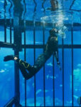 Deep Dive Dubai  (Snorkelling)