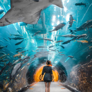 Dubai Aquarium & Underwater Zoo