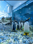 Dubai Aquarium & Underwater Zoo