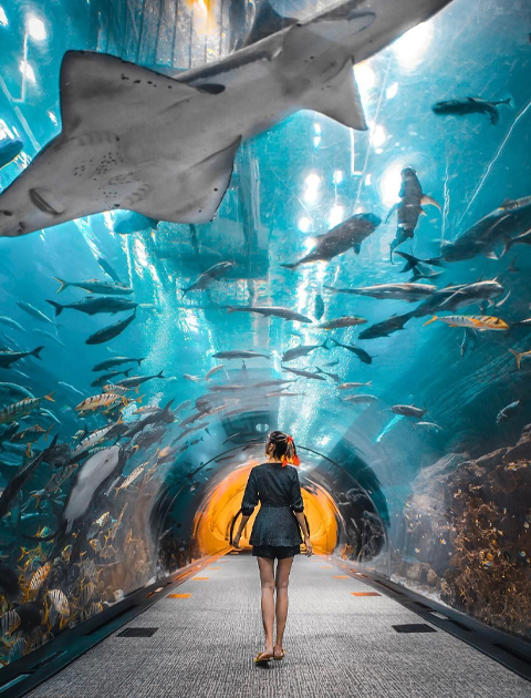 Dubai Aquarium & Underwater Zoo