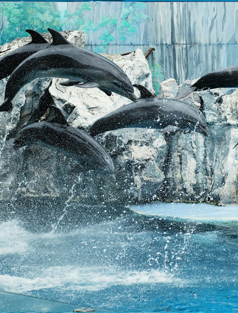 Dubai Dolphinarium