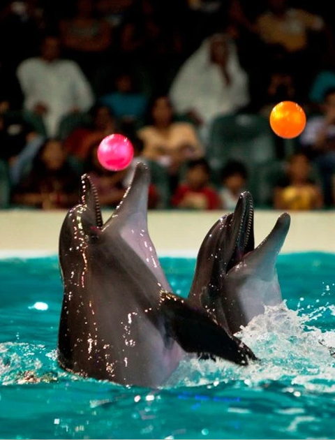 Dubai Dolphinarium