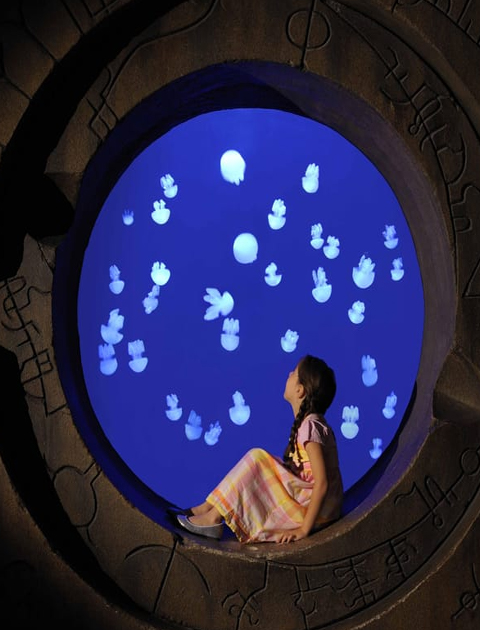 Atlantis The Lost Chambers Aquarium