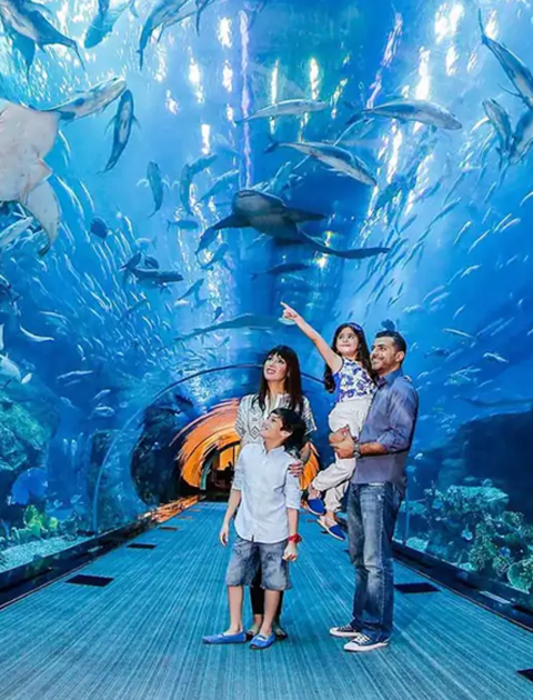 Combo Deal: Dubai Aquarium & Underwater Zoo + Wild Wadi Waterpark